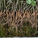 병용농장 이미지