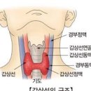 들에도 봄이 왔어요. 버드나무, 키버들, 가락지나물, 미국쑥부쟁이, 기생초, 말냉이, 재쑥 이미지