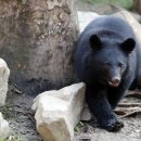 웅담농장 이미지