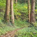 호랑산 둘레길 이미지