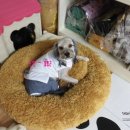 아지발바닥 이미지