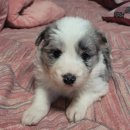 폼스하우스 이미지