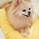 행복켄넬 이미지