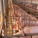 초월농장 이미지