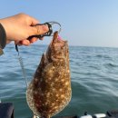 천리포 밸리보트 광어 낚시/다시 대광어를 만날수 있을까?🚤🎣