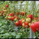 박순자농장 이미지