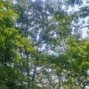 영장산(2025.7.8) 이미지