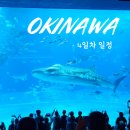 오키나와 여행 4일차 일정 : 츄라우미 수족관/스타벅스/야스 스시/메인플레이스