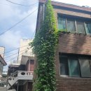 함양군폐기물종합처리장 | 3층 빌라 외벽 덩굴 제거 잡초 정리 폐기물 처리 비용 업체