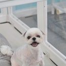 보드레 애견미용실 이미지