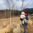 상경목장 | 가평 :: 서울근교 나들이 17개월 아기랑 가평양떼목장