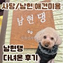남현댕 애견미용 | 남현동/사당 애견미용 '남현댕' 곰돌이컷 후기