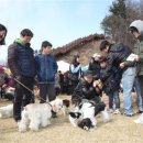 럭셔리애견사랑 이미지