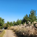 정령의숲 | 제주 궷물오름 등반 후기: 비밀의 숲을 걷다, 억새와 피톤치드 숲길!