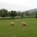 착한목장 이미지