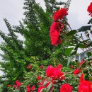 장미공원 주차장 이미지