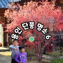 경기도 용인 단풍 명소 Best 6 / 용인대장금파크