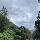 가평금잔디 이미지