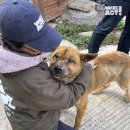 로얄도그앤캣메디컬센터 | [구조 소식] 경북산불구조 추가 소식