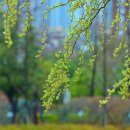 봄비 오던 날ㅡ우중 봄꽃 산책 이미지