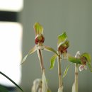 한국춘란 전시회 이미지