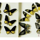 반디랜드 곤충박물관 이미지