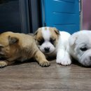 도깨비게스트하우스 이미지