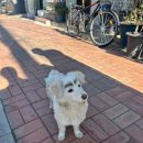 할머니순대국집 네이버블로그