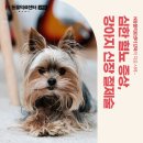 미아도담 | 심한 혈뇨 증상, 강아지 신장 절제술, 길음미아동물병원, N동물의료센터 강북점
