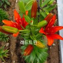꽃을좋아하는사람들 이미지