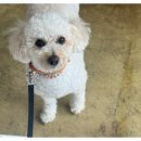 다산 애견훈련소 이미지