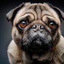 강아지야 이미지