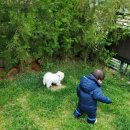 토토멍 애견풀빌라 이미지