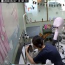 블루밍 펫 살롱 이미지