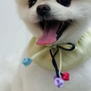루시드펫