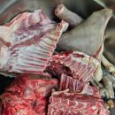 완도약산흑염소 이미지