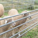 만나목장 이미지