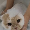 강남 고양이 호텔 미용 츄캣 | [ 강남고양이미용 맞춤 미용과 프리미엄힐링스파 전문 고양이미용실 블랙스완 ]