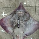 신안홍어 이미지