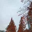 서울서 쓰는 월달 후기-가을을 보내는 아쉬움에~(11/14) 이미지