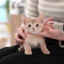 부산고양이분양 미유펫 이미지