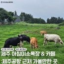 미소애견샵 | 제주 아침미소목장 : 제주공항근처 가볼 만한 곳 아기랑 제주여행 애견동반 제주여행