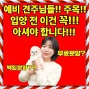 도그라이프 대구강아지분양 | 대구강아지분양 사랑스러운 비숑