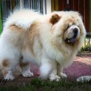 애개 하우스 이미지