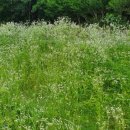 작두산성鵲頭山城 이미지