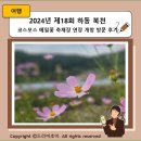 구)양보역 | 2024년 제18회 하동 북천 코스모스 메밀꽃 축제장 연장 개방 방문 후기