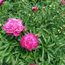 어부와바다와시 이미지