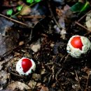 한라산둘레길 동백길 이미지