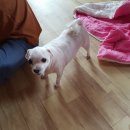 펫 목욕하는날 이미지