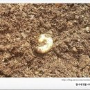 우리집굼뱅이 네이버블로그